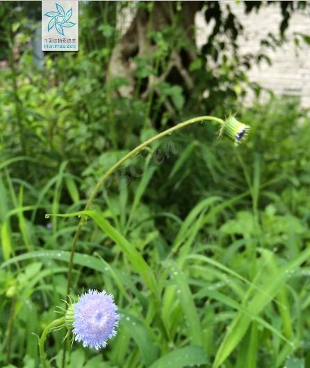 藍花野茼蒿有毒嗎,有什麼特點和價值?