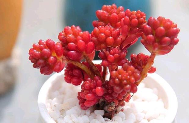 多肉紅色漿果有什麼特點,怎麼分盆繁殖?