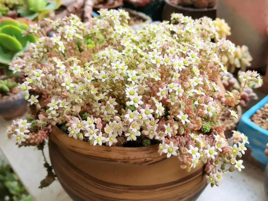 姬星美人好養嗎,有香味嗎?