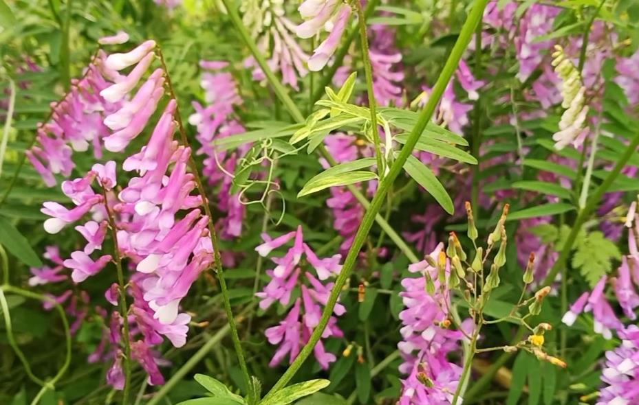 長柔毛野豌豆是什麼植物?長什麼樣子