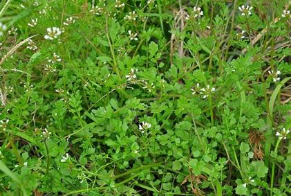 彎曲碎米薺是什麼植物，有什麼價值用途？