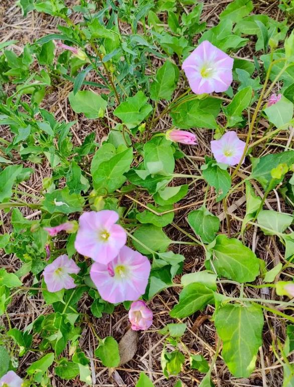 打碗花是什麼花卉植物,可以養殖嗎?