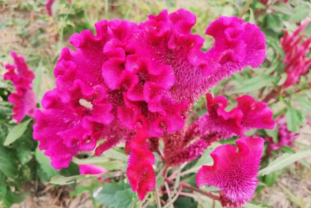 雞冠花冬天會枯萎嗎，​​​​​​​掌握這些養護技巧讓它安全越冬。