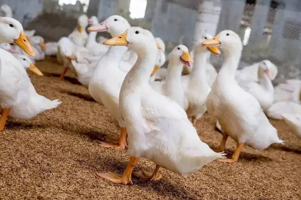 肉鴨怎麼養殖管理肉質緊致肥膘少?