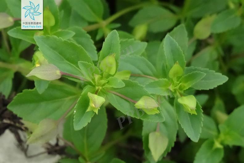 黃花假馬齒是什麼植物?