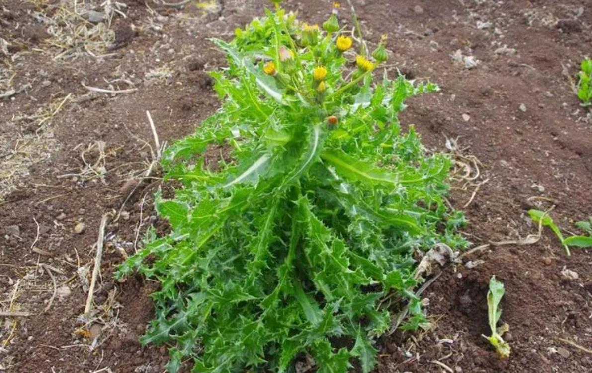 花葉滇苦菜長什麼樣子,有什麼價值?