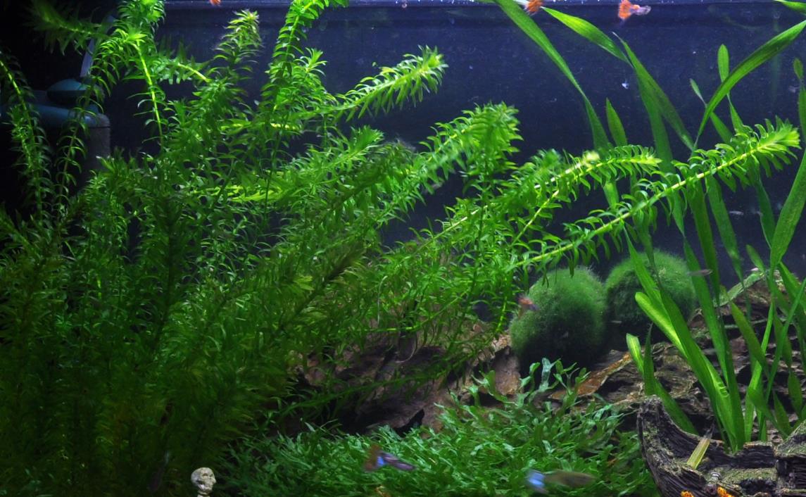 水蘊草是入侵植物嗎，有什麼用途？