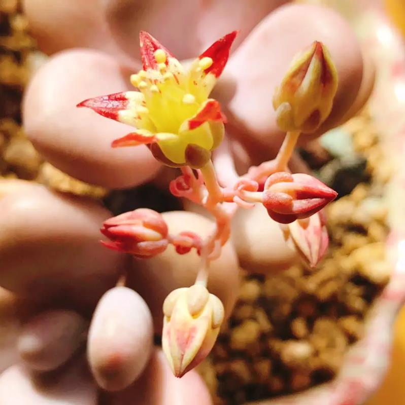 桃之卵多肉什麼時候開花?養護技巧助你輕鬆賞花。