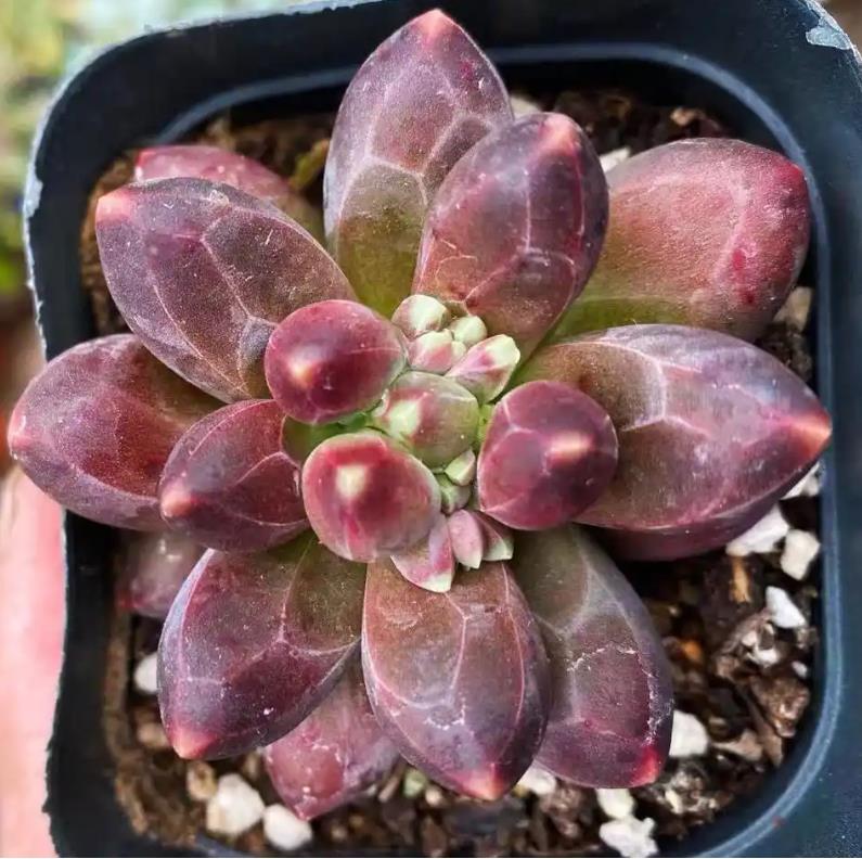 千代田之鬆是什麼花卉植物,適合室內養殖嗎?