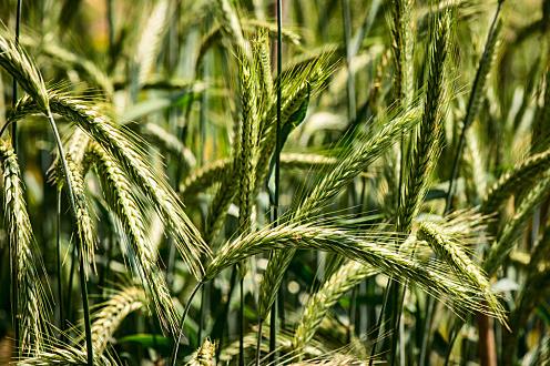 黑麥是糧食作物嗎?它的營養價值、種植曆史及應用價值介紹