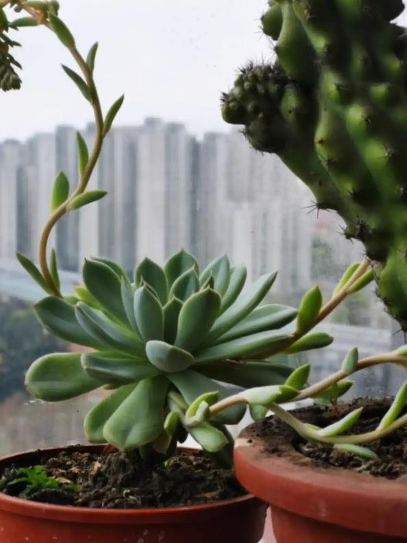 寶石花多肉冬季養護秘籍，多長時間不澆水都不會死？