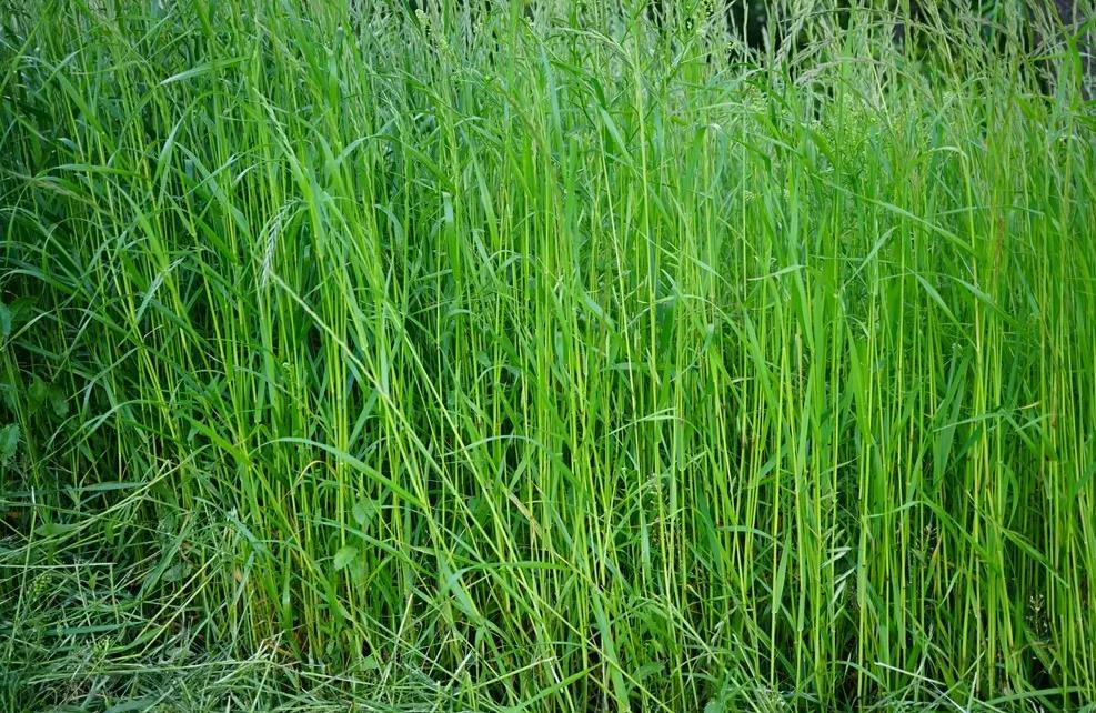 歐黑麥草是入侵植物嗎，有什麼價值和危害？