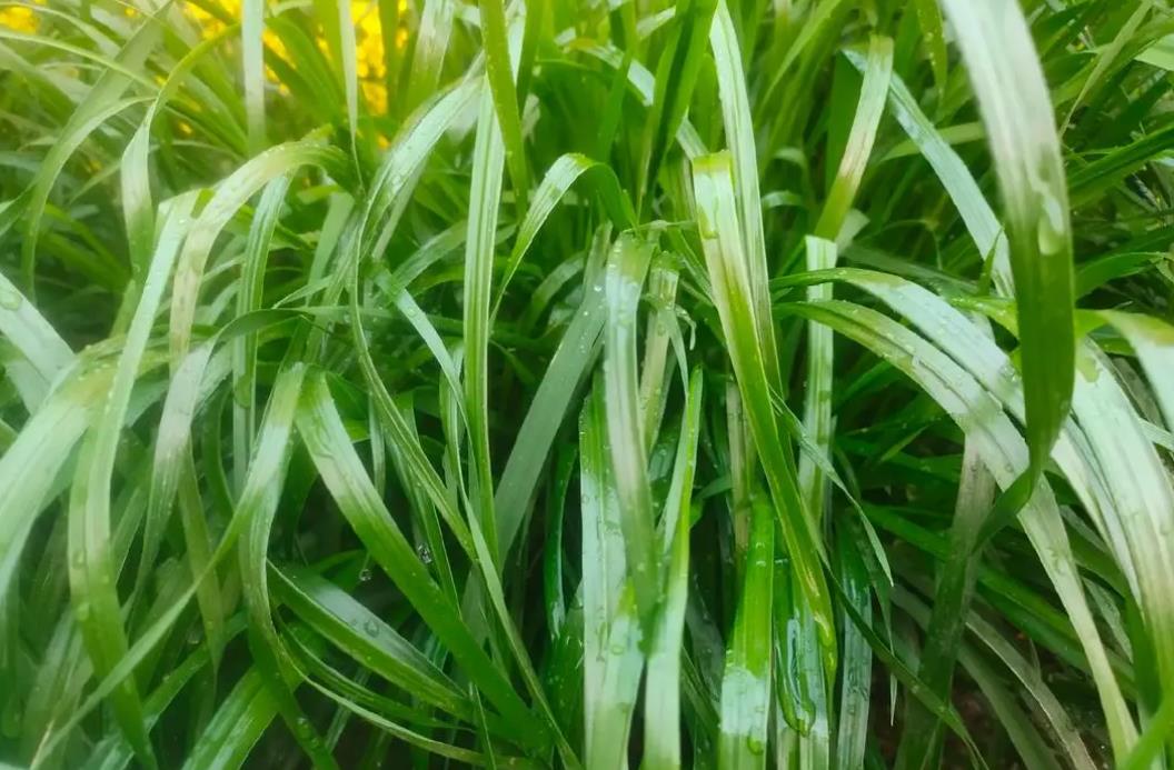 硬直黑麥草有什麼別名，它生長在哪些地方？