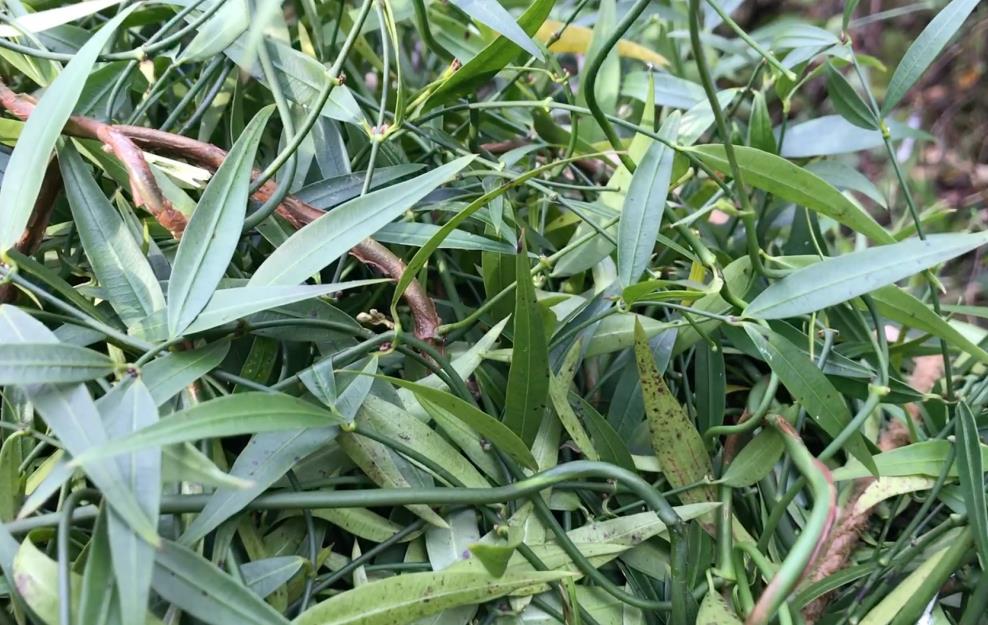 風藤草生長在野外哪些地方,有什麼價值用途