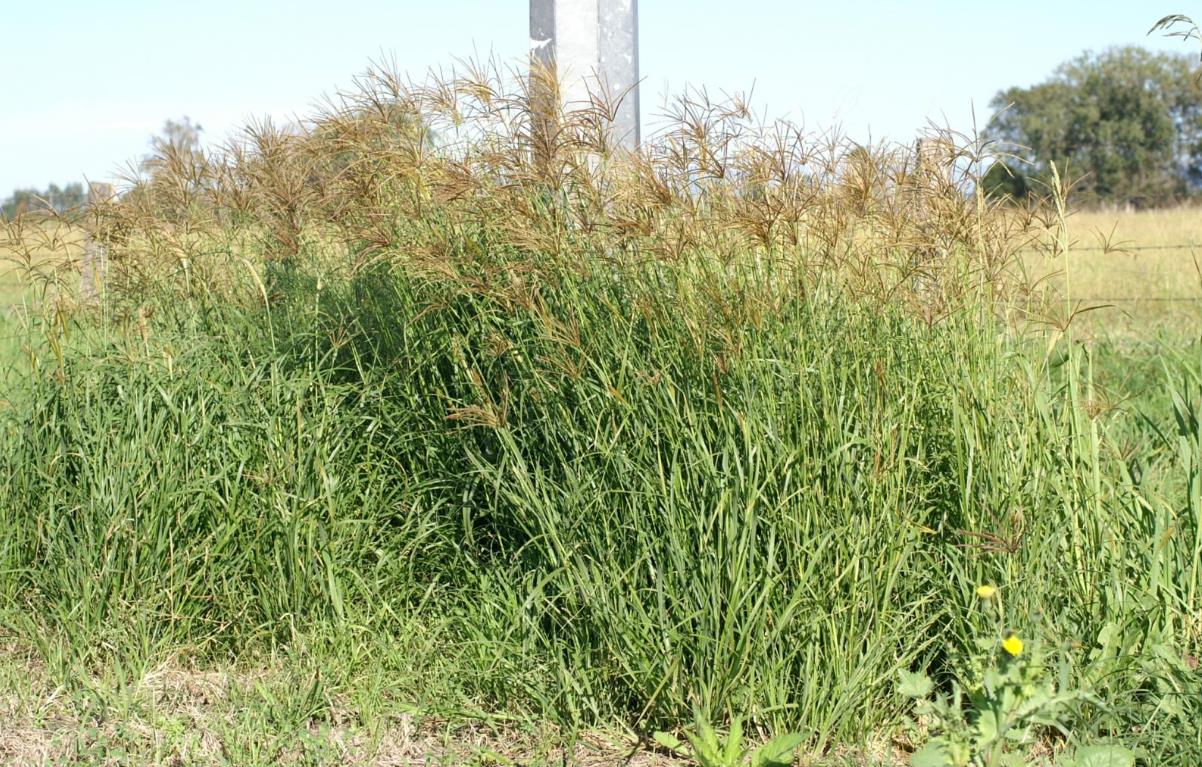 非洲虎尾草是入侵植物嗎,有什麼價值和危害?