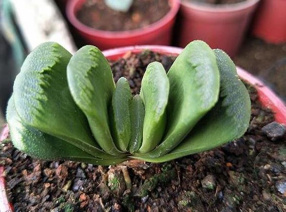 扇多肉好養嗎？掌握這些技巧輕鬆搞定