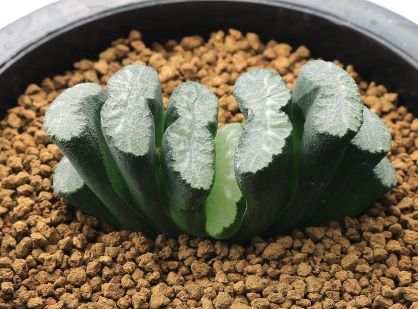 扇多肉好養嗎?掌握這些技巧輕鬆搞定