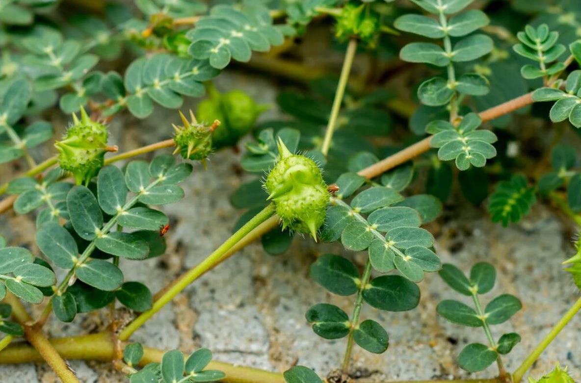 長刺蒺藜草-適應性強、分布廣的草原植物