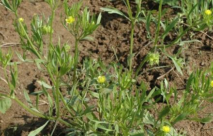 田野毛茛是入侵植物嗎，有什麼危害和用途
