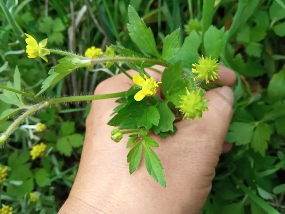田野毛茛是入侵植物嗎,有什麼危害和用途