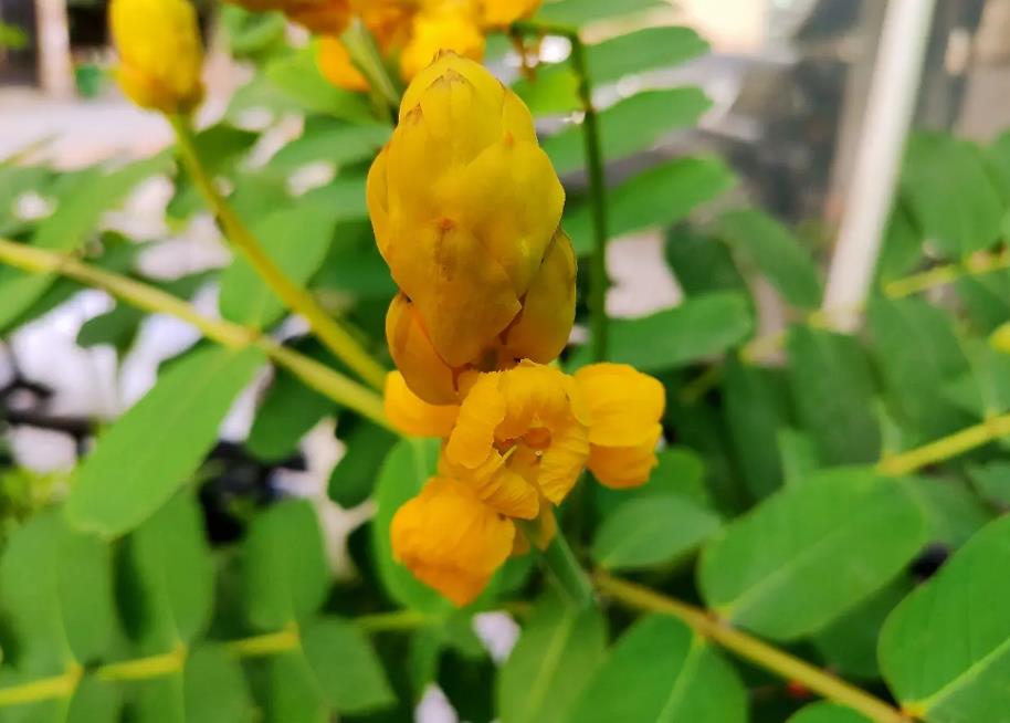 翅莢決明是什麼植物，有什麼特征和價值？