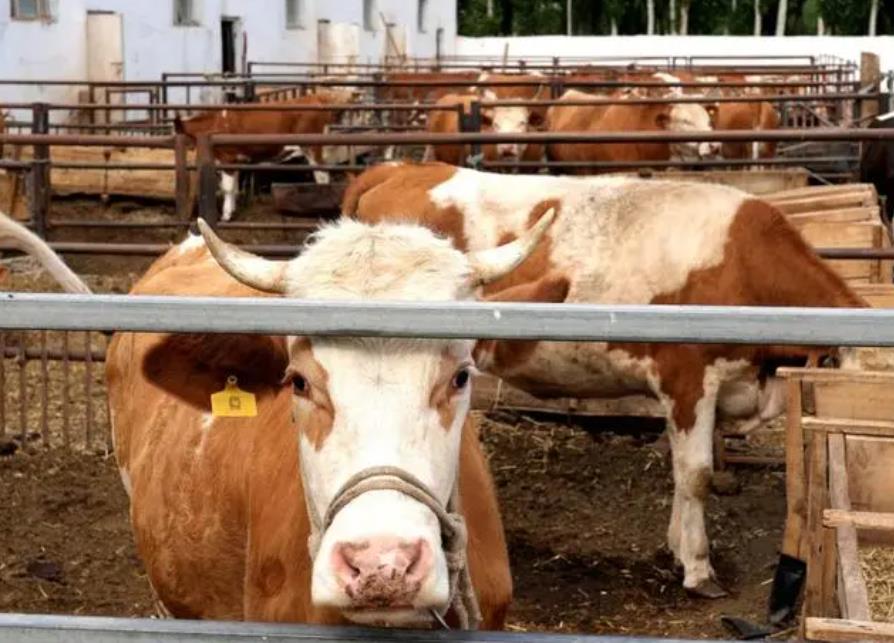 <b>畜牧業養殖常識-動物疫苗接種的重要性與效益分析</b>