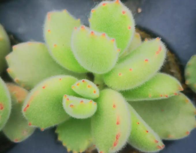 熊童子有什麼氣味，室內養殖怎麼處理？