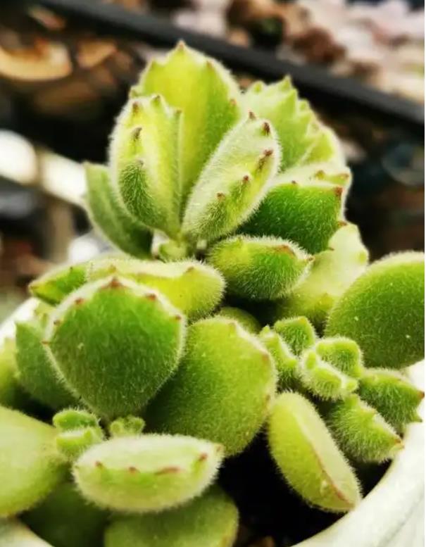 熊童子有什麼氣味，室內養殖怎麼處理？