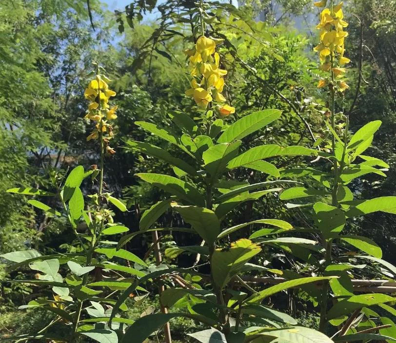 菽（shū）麻植物解析：生長習性、用途與文化寓意