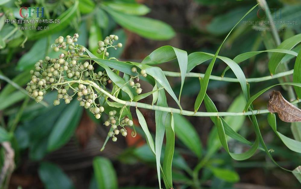 須藤草（雞矢藤/雞屎藤）：別名探秘與藥用價值解析