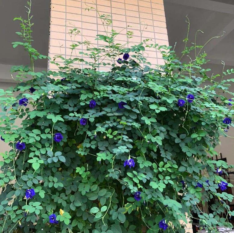 蝶豆花什麼時候開花,庭院怎麼種植?