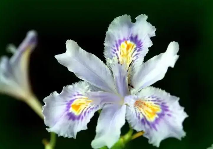 蝴蝶花長什麼樣子，適合室內養殖嗎？