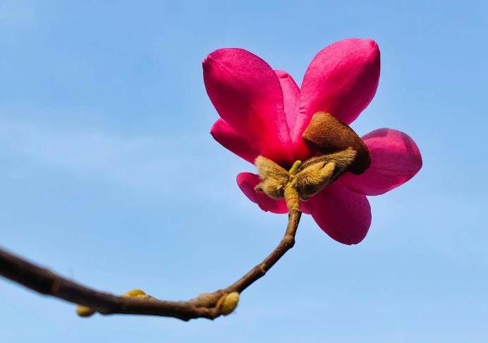 紅霞玉蘭花有什麼特點，庭院怎麼種植養護？
