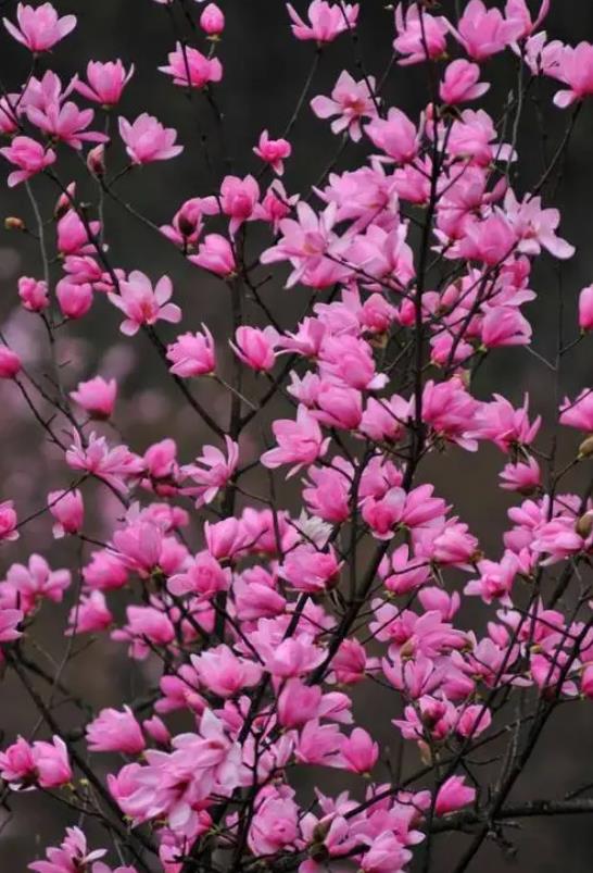 紅霞玉蘭花有什麼特點,庭院怎麼種植養護?