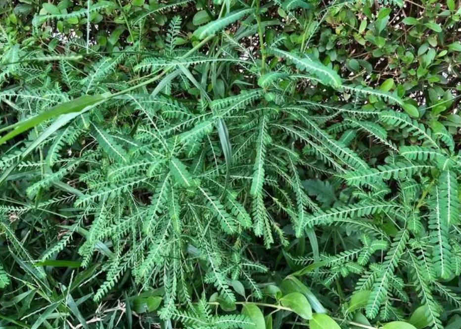 田菁是入侵植物嗎，有什麼特點和用途？