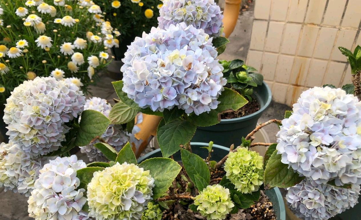 草繡球是什麼花卉植物,冬天怎麼養護?