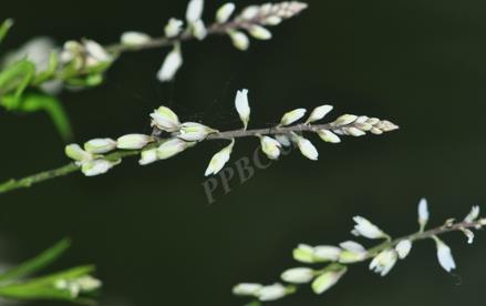 圓錐花遠誌是什麼植物，有什麼別名？