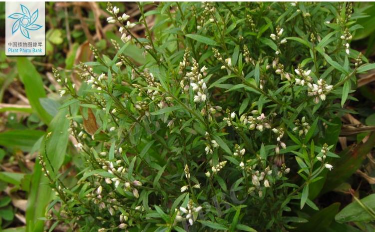 圓錐花遠誌是什麼植物,有什麼別名?