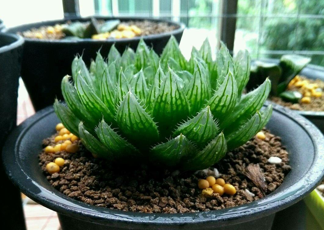 櫻水晶有毒嗎，適合小朋友養殖嗎？