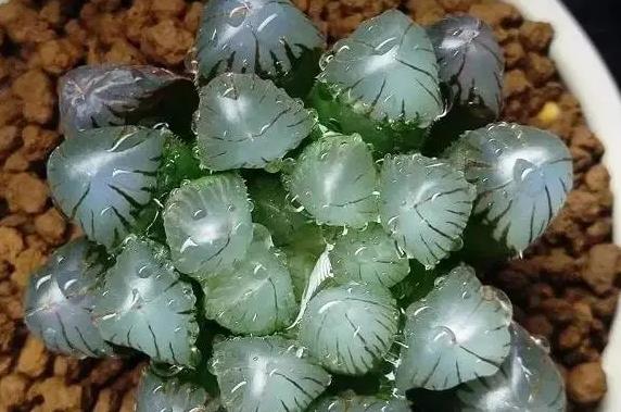 圓頭玉露會開花嗎，有哪些養護技巧？