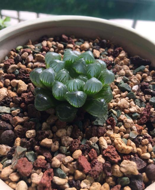 圓頭玉露會開花嗎,有哪些養護技巧?