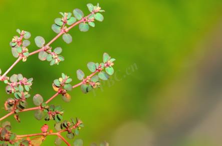 匍根大戟的植物特征、危害與藥用價值的全麵介紹