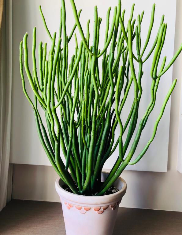 綠玉樹是什麼花卉植物,能在室內養殖嗎?