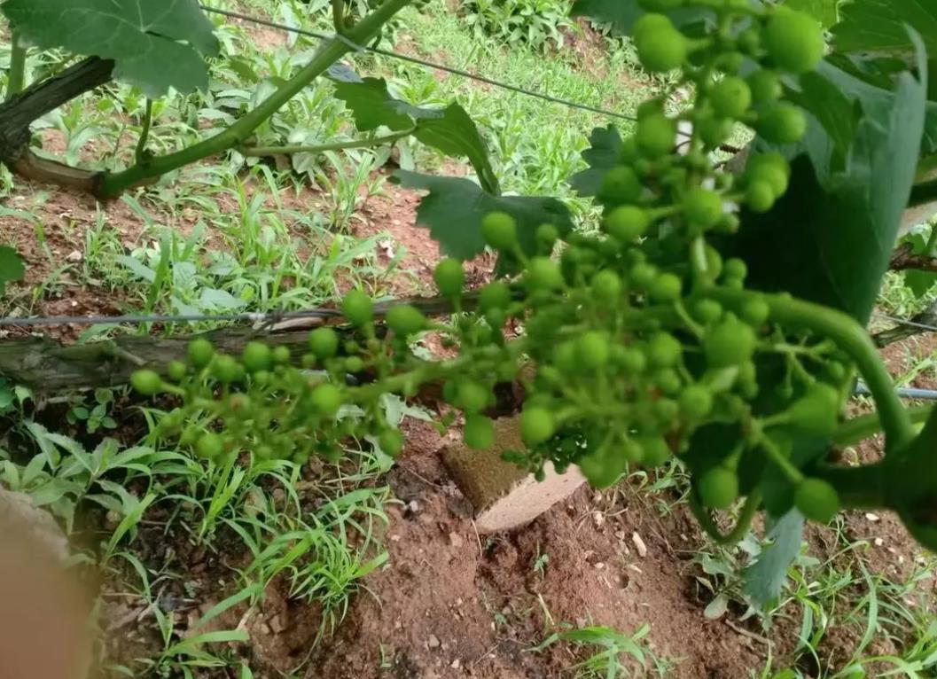 提升作物品質與產量：水溶肥的特點及適用農作物介紹