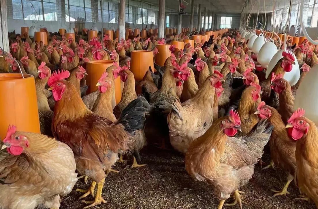 養殖者必看肉雞進食量低下的根源與應對策略