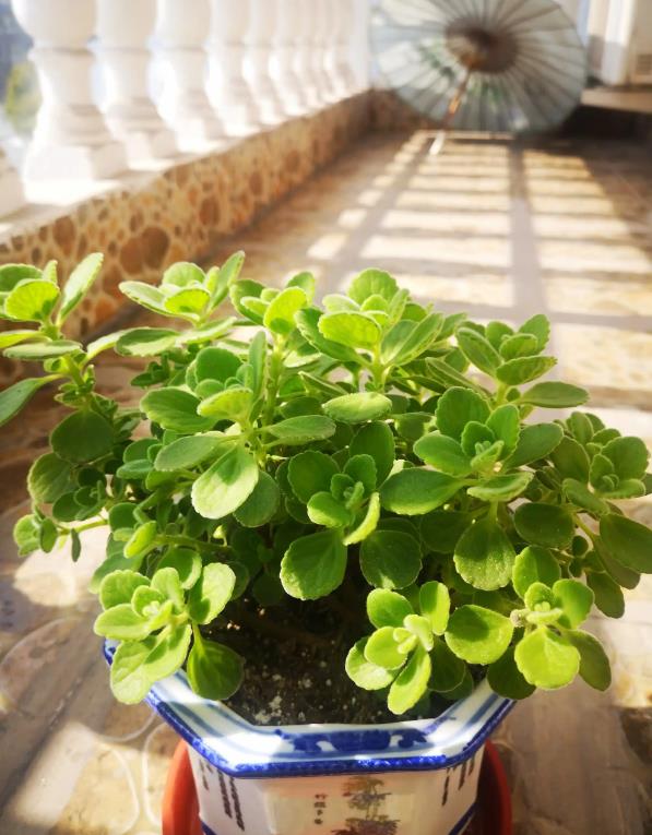 碰碰香有哪些別名,冬天能開花嗎?