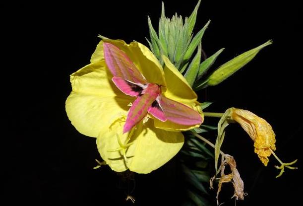 小花月見草長什麼樣子,有什麼特征?