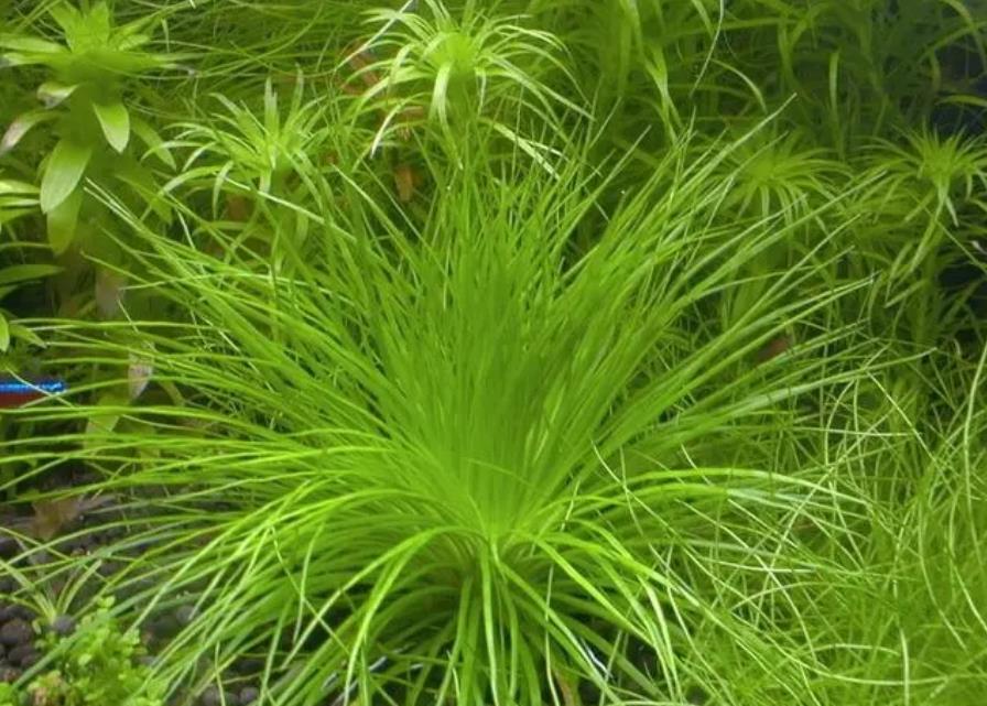 太陽草是什麼花卉植物,室內可以養殖嗎?