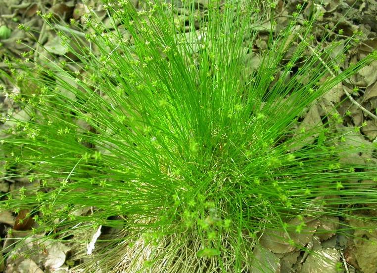 星星草是夜空中的綠色繁星,生長環境與價值解析