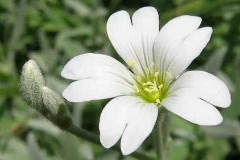 夏雪草-夏日裏的清新雪花,外觀特征與用途詳解